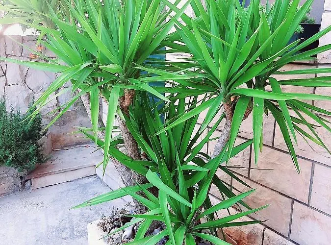 Tonkita With Jacuzzi *