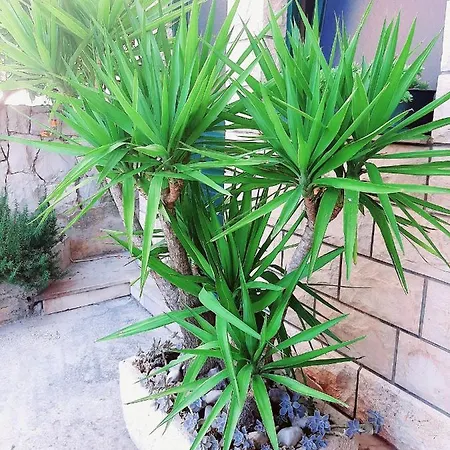 Tonkita With Jacuzzi *